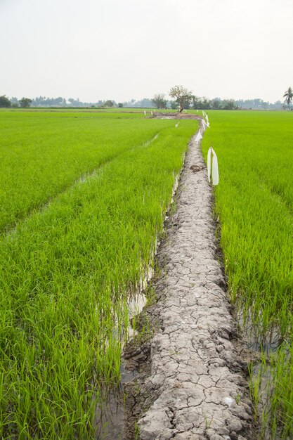 path to the field.