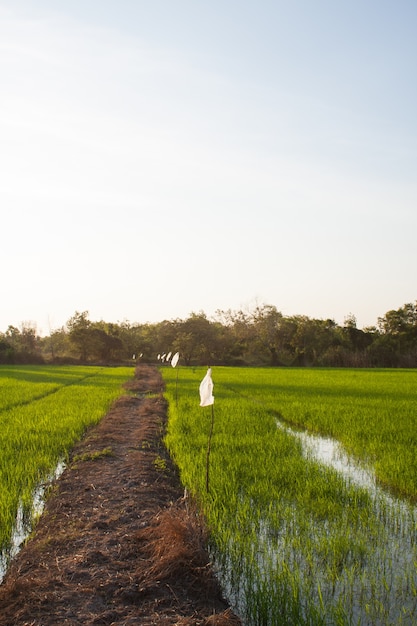 path to the field.