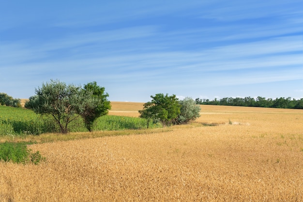 Path among the fields, summer landscape looking for a plot in rural surroundings