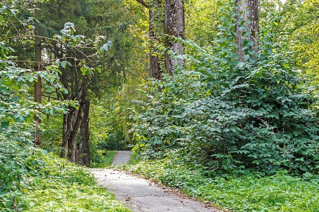 Path in the forest or park. Tree alley