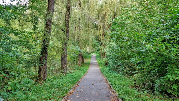 Path in the forest or park. Tree alley