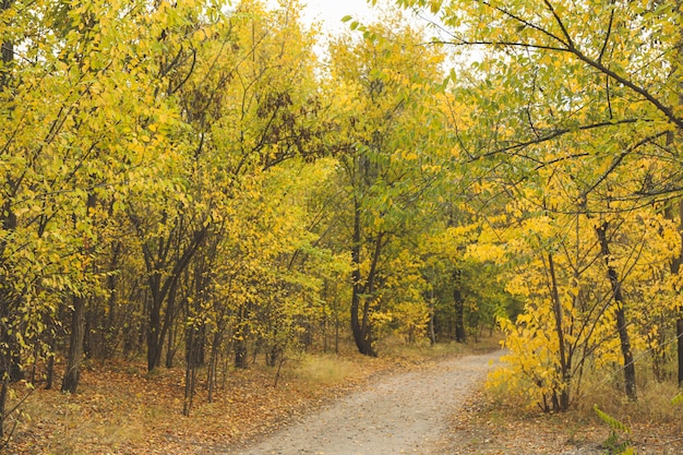 Path in forest and trees with yellow leaves.