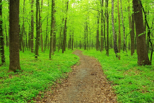 Path in forest