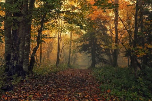 Path in the forest