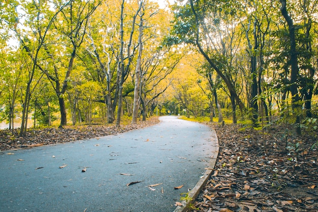 Path in forest