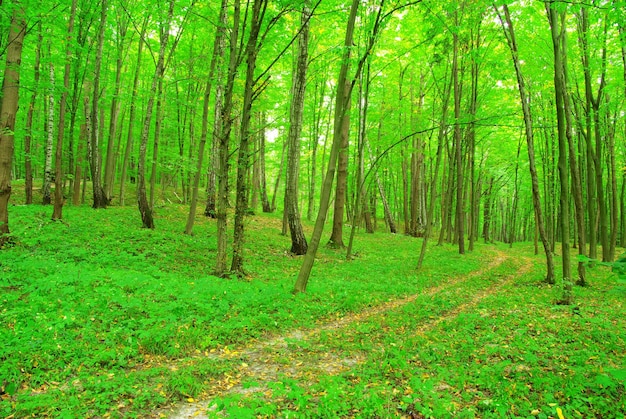 Path in forest