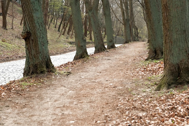 Path going into the distance between the trees