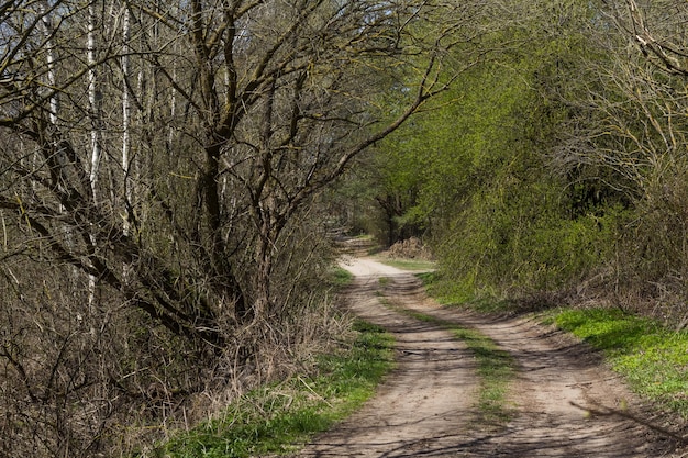 A path in a green forest Forest path view Path in forest Green forest path landscape