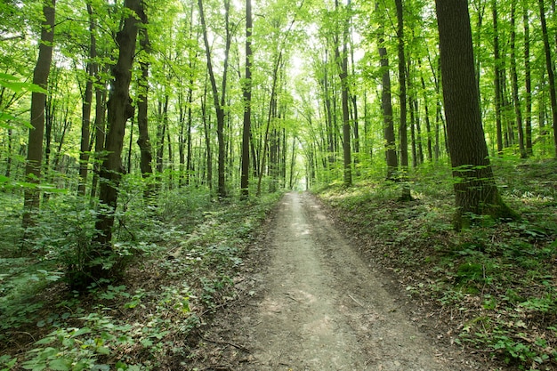 Path on a Green Forest