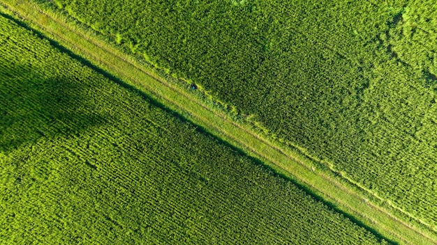 Path on green paddy green rice field plantation aerial top view from drone cameraxA