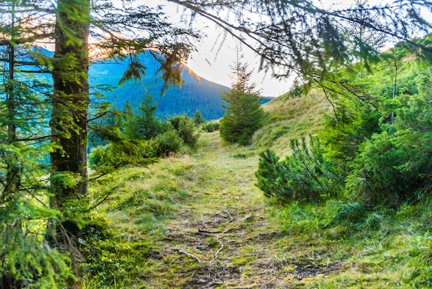 Path in green pine forest