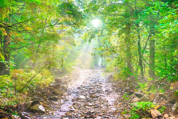 Path in green rain forest