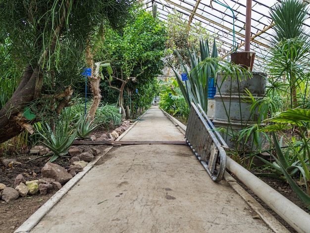 Path in the greenhouse with tropical plants. Objects for cleaning and watering of plants. Glass roof