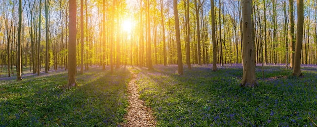 path in to the Hallerbos Forest at spring time at sunset panorama