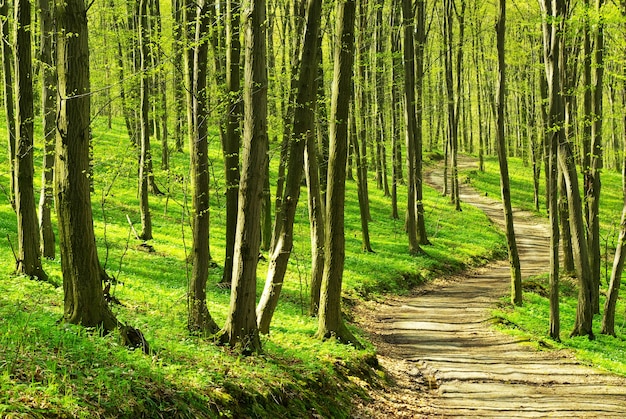 A path is in the green forest