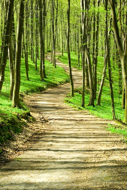 A path is in the green forest