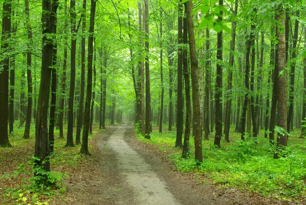 A path is in the green forest