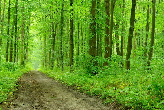 A path is in the green forest