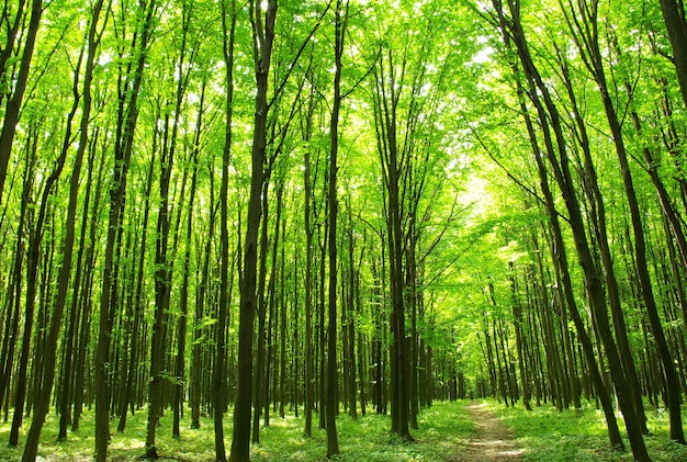 A path is in the green forest