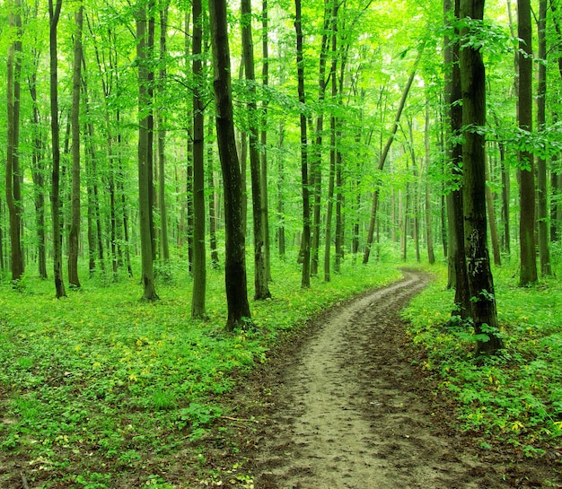 A path is in the green forest