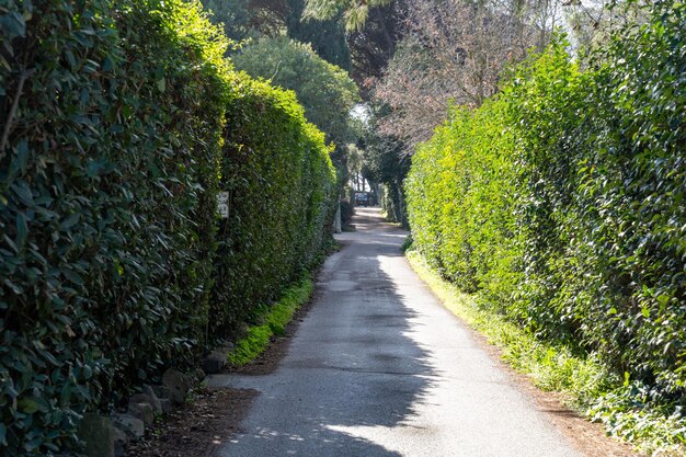 A path is lined with bushes and trees