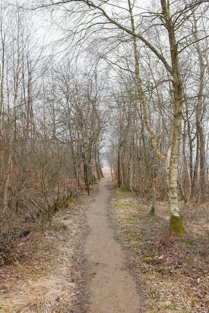 A path between leafless trees in an autumn forest on an overcast day Landscape of an open dirt walkway or hiking trail with tall tree branches at the end of fall season or beginning of winter