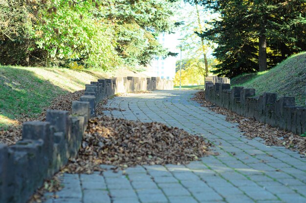 the path in the park is strewn with autumn leaves