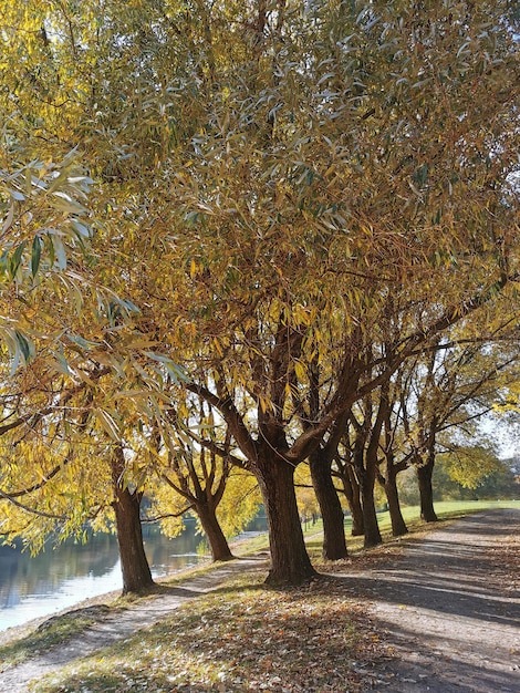 Path in the park through the golden autumn trees near the lake Autumn nature