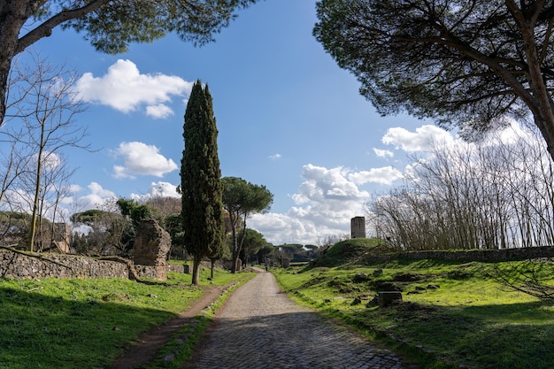 A path in a park with a tree in the middle