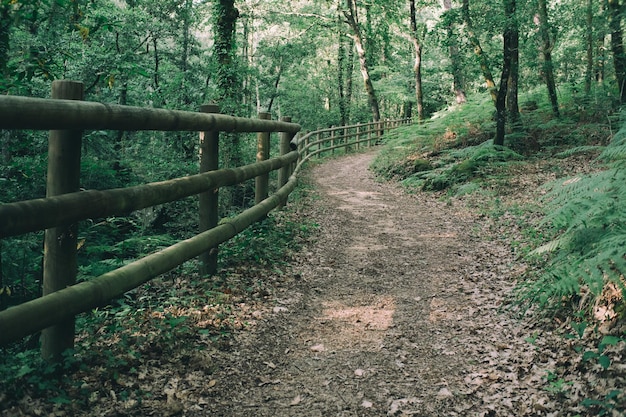 path on the park