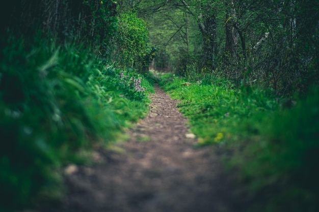 path on the park