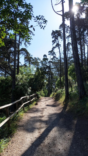 A path for pedestrians going into the distance through a forest with tall trees where the sun can be