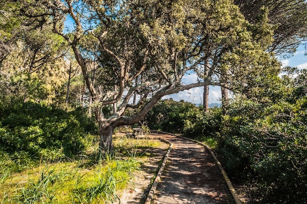 Path in pine forest