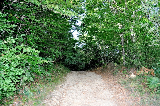 Path of sand sinks into the forest