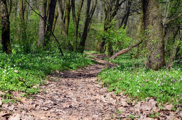 A path in spring forest