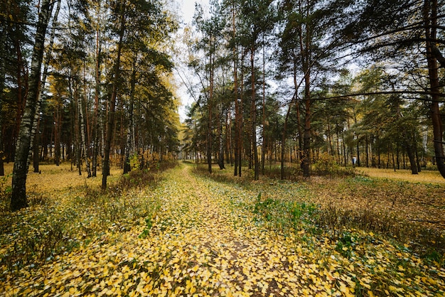 The path stretches into the distance