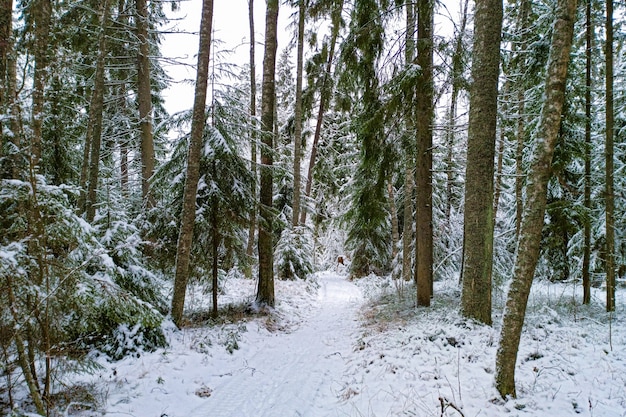 A path among tall fir trees in a winter forest