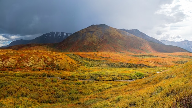 The path through Birch dwarf (Betula nana) in autumn. Bright scenery of mountains and autumn forests of Altai region, Siberia. Panoramic view.