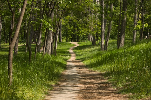 Photo a path through a forest with tall grass and trees