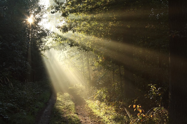 Path through a misty autumn forest at sunrise