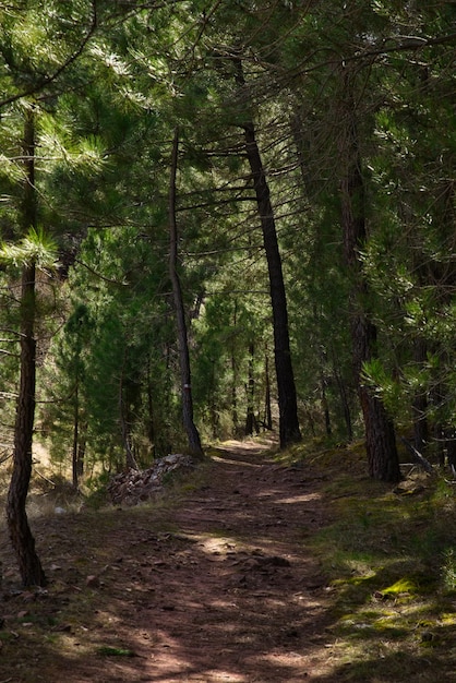 Path through a pine forest