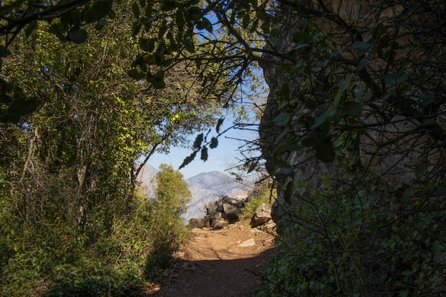 A path through the trees with mountains in the background