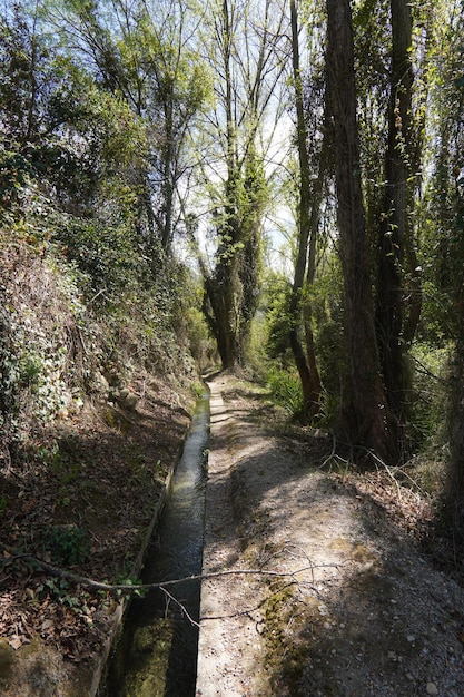 A path through the woods with trees and a sign that says'the road is a '