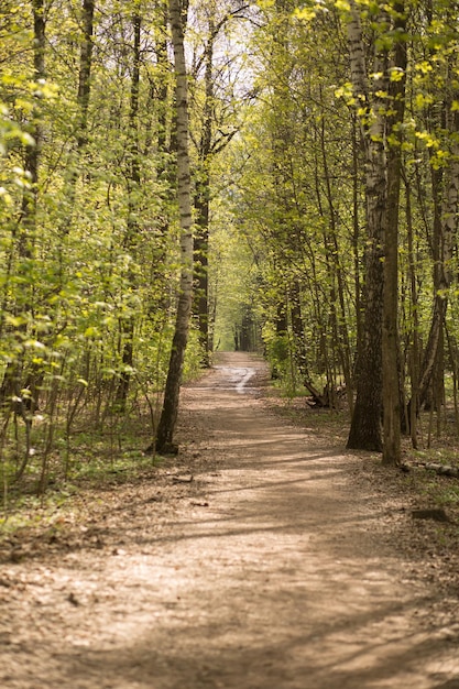 Photo a path through the woods with a white line painted on it