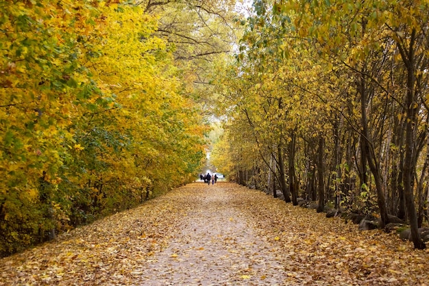 Path among the trees in the autumn park