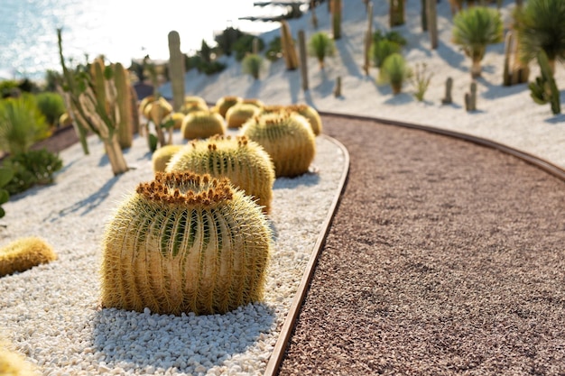 Path in tropical cactus gardens near the sea