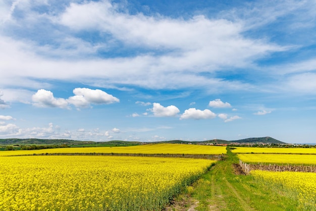 Path with grass and soil is surrounded by fields with rapeseed under sky