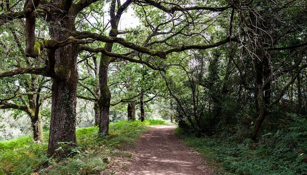 Path in the woods along the route of Chemin du Puy French route of The Way of St James