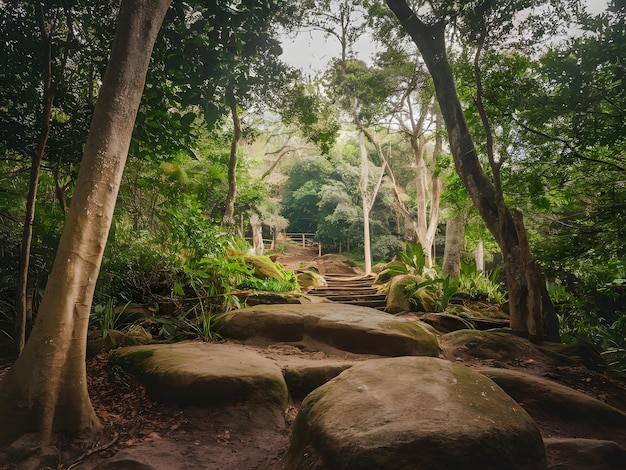 Photo a path in the woods with a tree in the middle of it