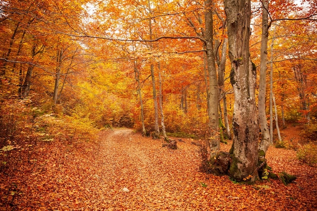 Pathway in autumn forest the sun shining through the trees Autumn foliage